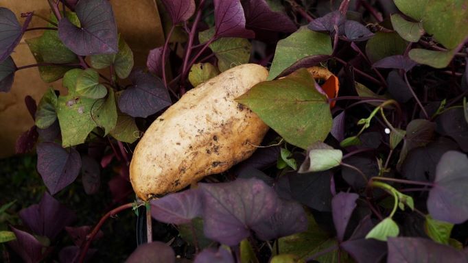 Get It Growing: Edible, ornamental sweet potatoes offer beauty and nutrition